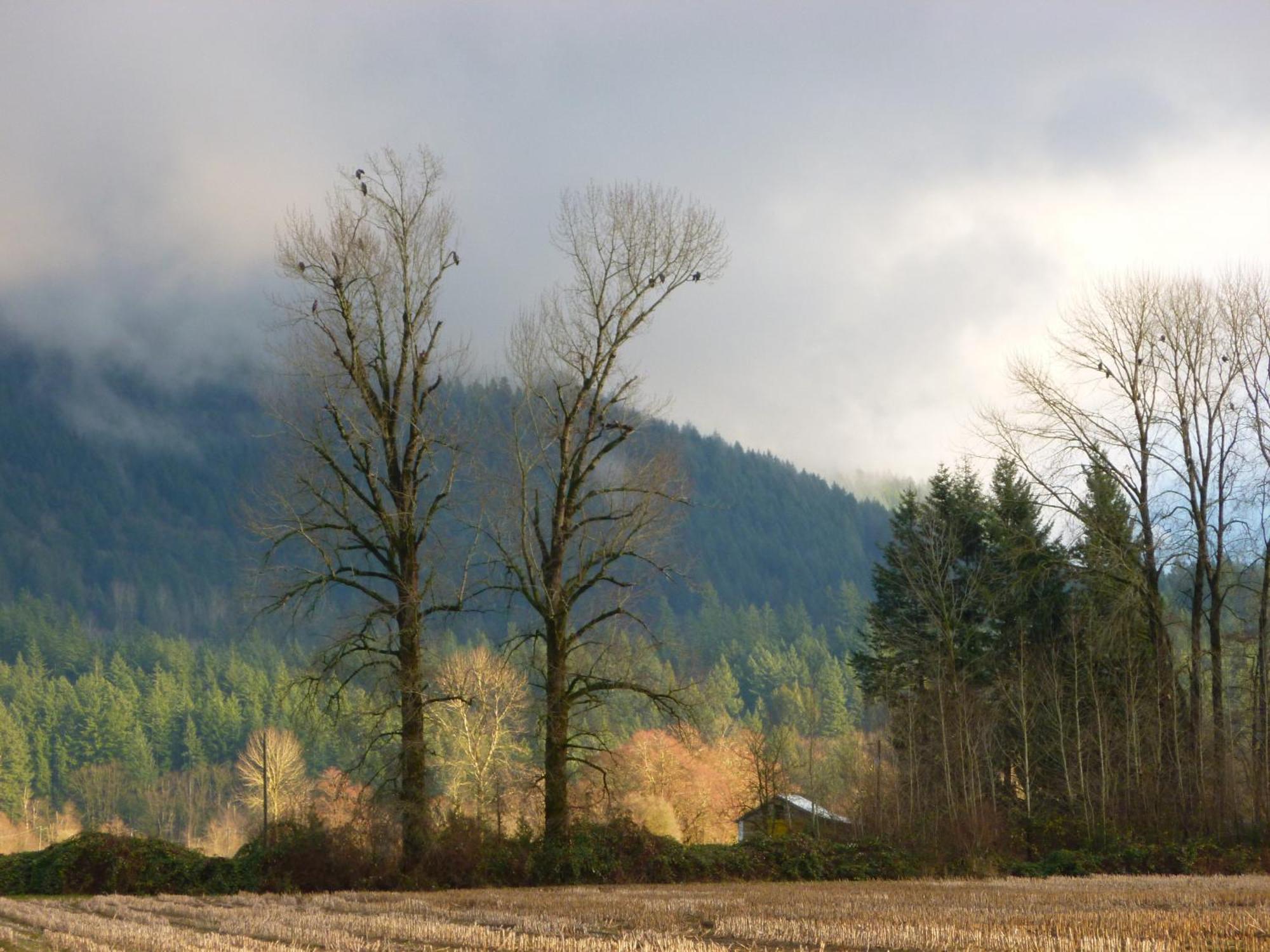 Harrison Hammond House Farmstay Harrison Mills Eksteriør bilde